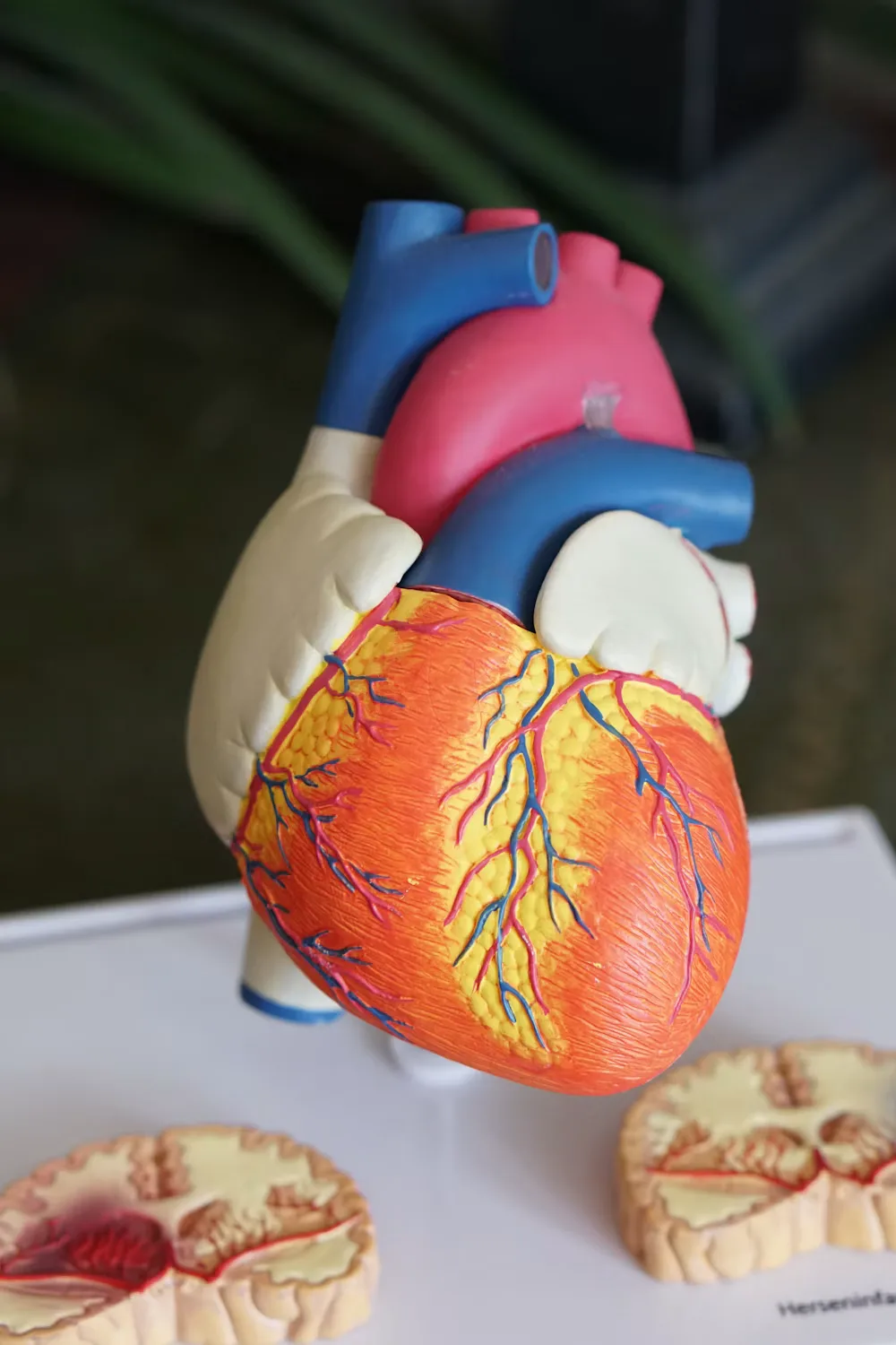 Anatomical heart model used to illustrate cardiovascular research